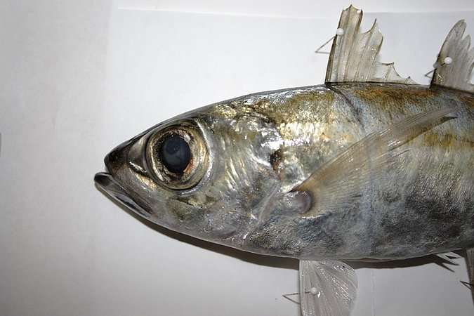 Image KV044-2 of sample KV044 (species: Selar crumenophthalmus) / © Prof. Dr. Reinhold Hanel