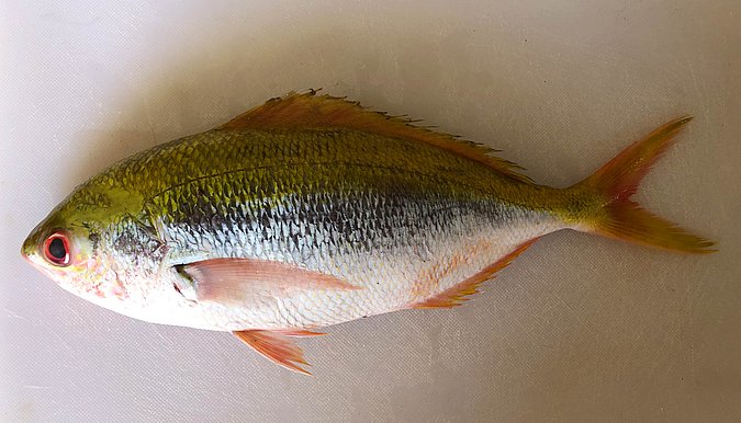 Image S269-2 of sample S269 (species: Caesio xanthonota) / © Prof. Dr. Reinhold Hanel