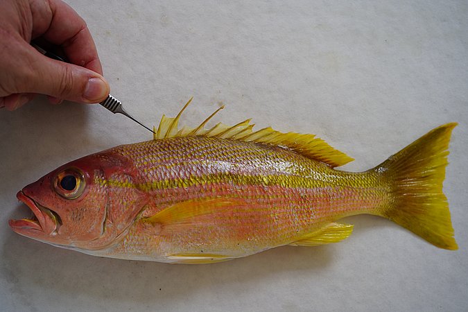 Image S141-1 of sample S141 (species: Lutjanus madras) / © © Johann Heinrich von Thünen Institute