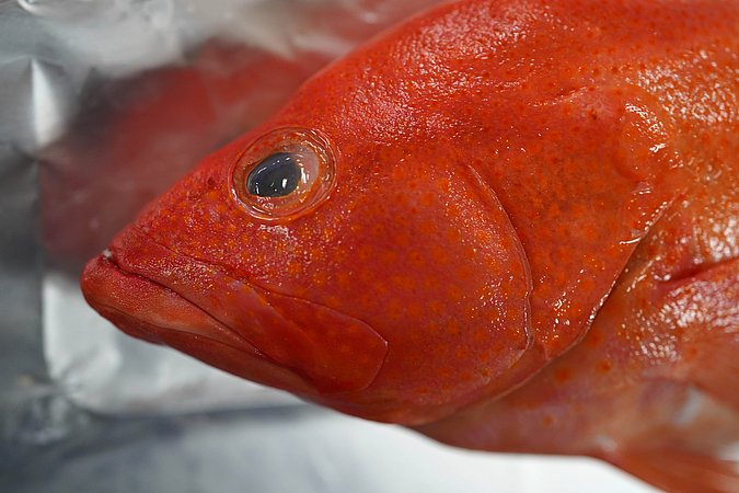 Image T124-6 of sample T124 (species: Cephalopholis aurantia) / © Prof. Dr. Reinhold Hanel