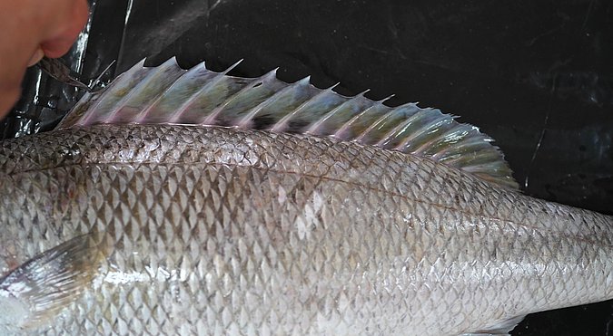 Image T164-3 of sample T164 (species: Aprion virescens) / © Prof. Dr. Reinhold Hanel