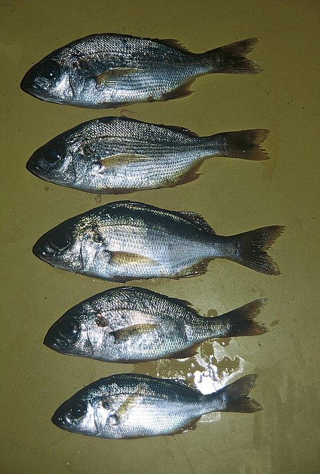 Image A314-1 of sample A314 (species: Pomadasys incisus) / © Prof. Dr. Reinhold Hanel