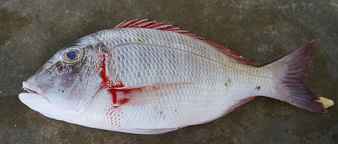 Image T006-1 of sample T006 (species: Lethrinus mahsena) / © Prof. Dr. Reinhold Hanel