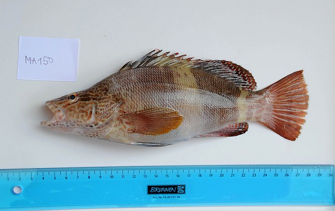 Image MA150-1 of sample MA150 (species: Serranus scriba) / © Prof. Dr. Reinhold Hanel