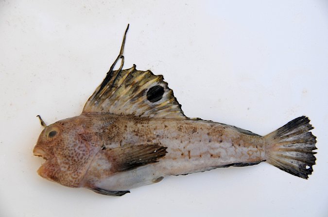 Image MA269-1 of sample MA269 (species: Blennius ocellaris) / © Prof. Dr. Reinhold Hanel