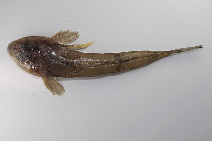 Image MG0018-1 of sample MG0018 (species: Callionymus lyra) / © Tina Blancke