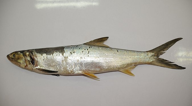 Image G039-1 of sample G039 (species: Elops senegalensis) / © Prof. Dr. Reinhold Hanel