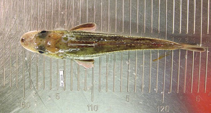 Image MF019-2 of sample MF019 (species: Eutrigla gurnardus) / © Prof. Dr. Reinhold Hanel