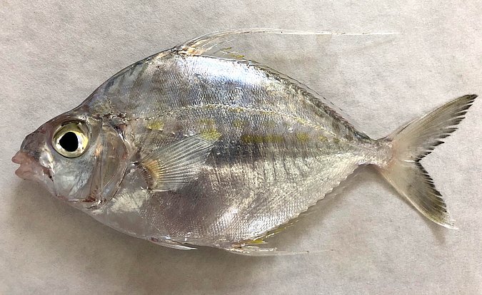 Image S218-1 of sample S218 (species: Aurigequula fasciata) / © Prof. Dr. Reinhold Hanel