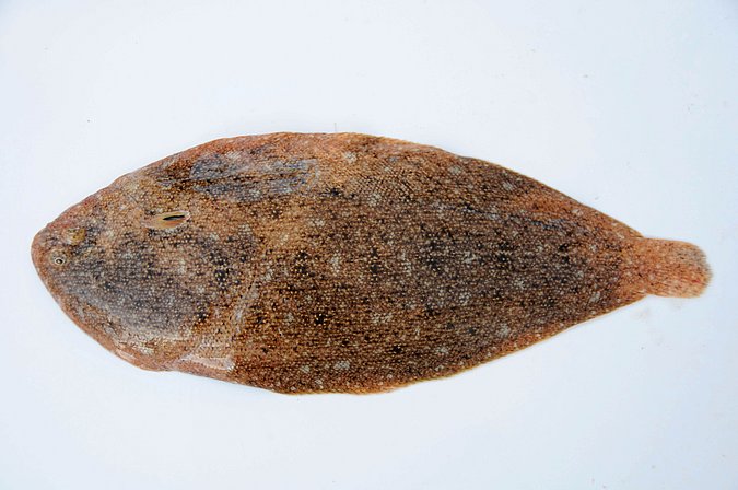 Image MA091-1 of sample MA091 (species: Pegusa lascaris) / © Prof. Dr. Reinhold Hanel