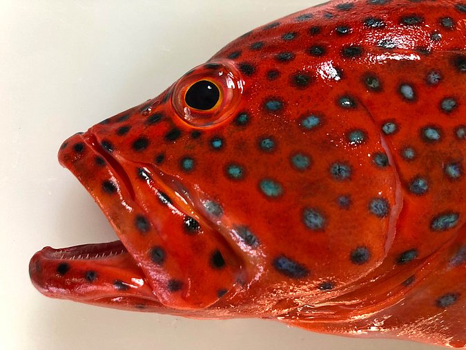 Image S229-3 of sample S229 (species: Cephalopholis miniata) / © Prof. Dr. Reinhold Hanel