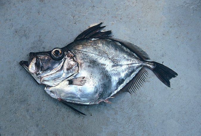 Image A022-1 of sample A022 (species: Zenopsis conchifer) / © Prof. Dr. Reinhold Hanel