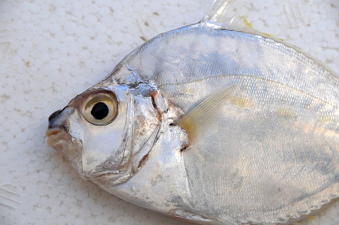 Image IR041-2 of sample IR041 (species: Aurigequula fasciata) / © Prof. Dr. Reinhold Hanel