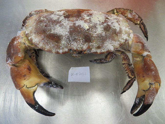 Image Kr19T052 of sample Kr19T052 (species: Cancer pagurus) / © Max Rubner-Institut, Institut für Sicherheit und Qualität bei Milch und Fisch, Hamburg