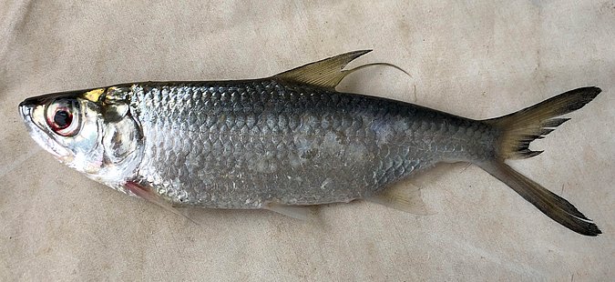 Image P71-1 of sample P71 (species: Megalops cyprinoides) / © Prof. Dr. Reinhold Hanel