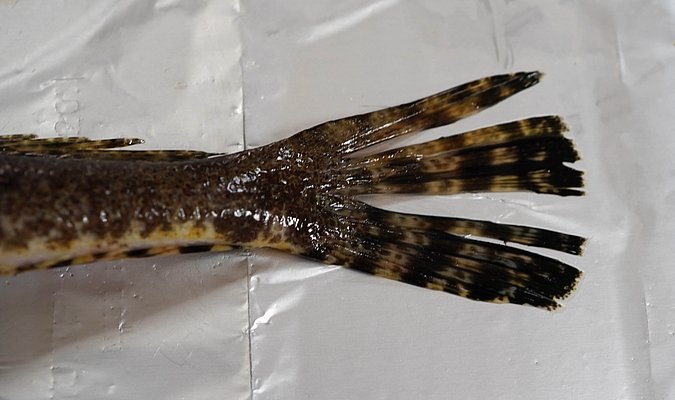 Image T162-5 of sample T162 (species: Papilloculiceps longiceps) / © Prof. Dr. Reinhold Hanel