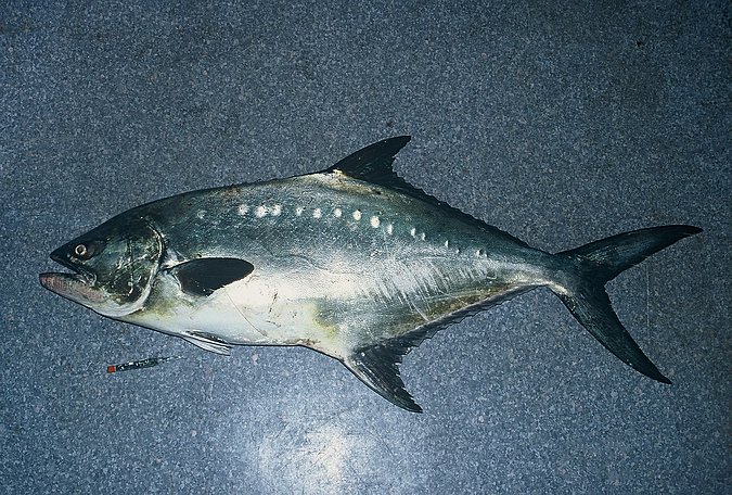 Image B294_____0078 of sample B294 (species: Lichia amia) / © Prof. Dr. Reinhold Hanel