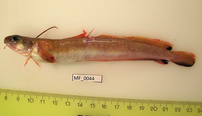 Image MF044-1 of sample MF044 (species: Enchelyopus cimbrius) / © Prof. Dr. Reinhold Hanel