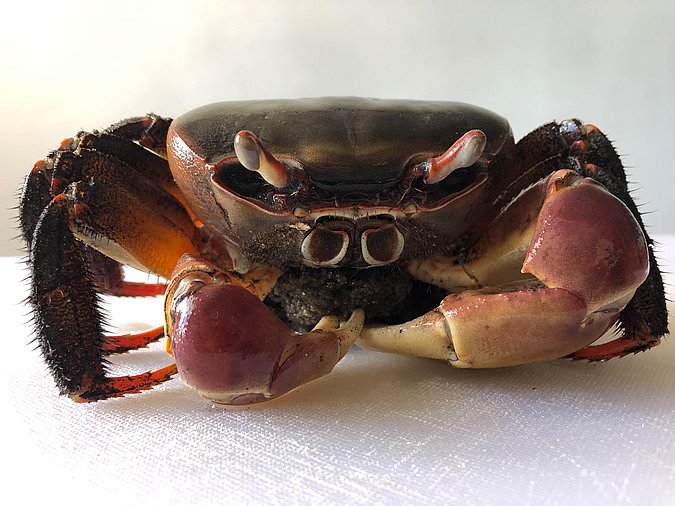 Image S298-2 of sample S298 (species: Cardisoma carnifex) / © Prof. Dr. Reinhold Hanel