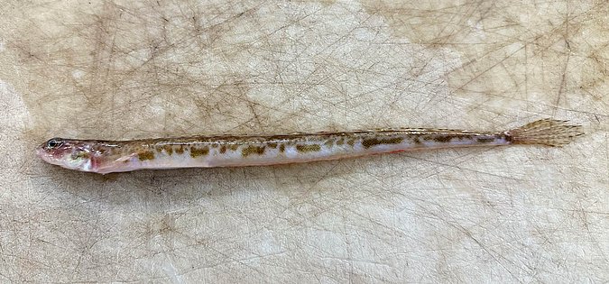 Image WH004-4 of sample WH004 (species: Lumpenus	lampretaeformis) / © Benita Möckel, Thünen Institute of Fisheries Ecology, Bremerhaven, Germany