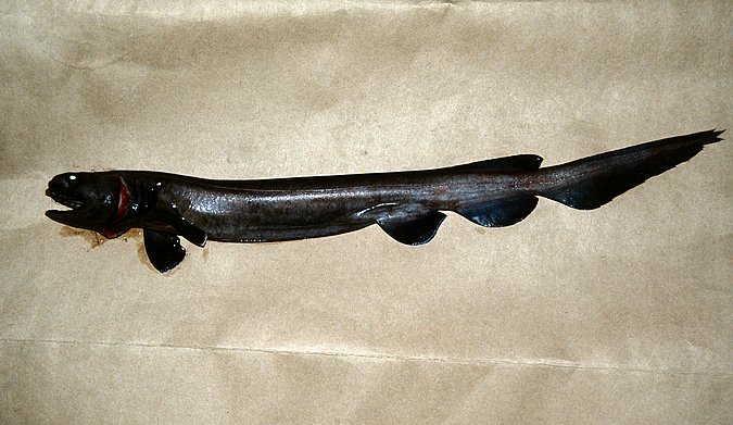 Image B349_Chlamydoselachus anguineus of sample B349 (species: Chlamydoselachus anguineus) / © Prof. Dr. Reinhold Hanel