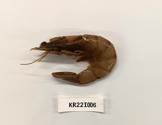 Image Kr22I006 of sample Kr22I006 (species: Penaeus vannamei) / © Chandrasena Reddy, Intertek, Hyderabad, India