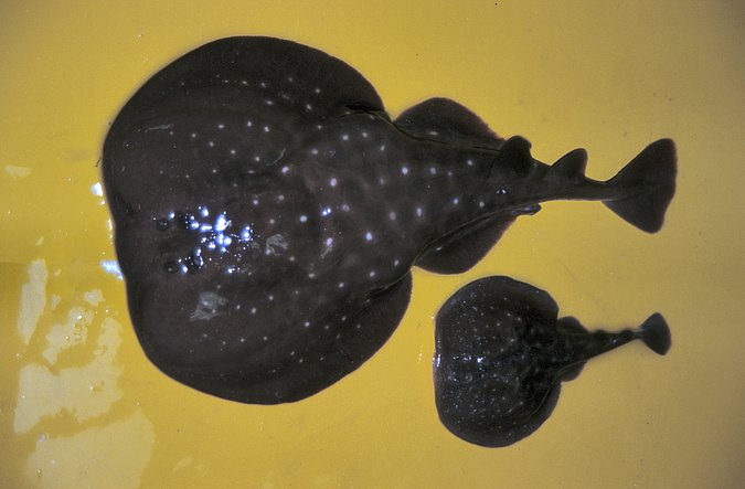 Image A214-1 of sample A214 (species: Torpedo mackayana) / © Prof. Dr. Reinhold Hanel