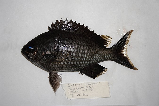 Image KV102-1 of sample KV102 (species: Chromis lubbocki) / © Prof. Dr. Reinhold Hanel