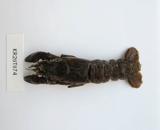 Image Kr20T074-1 of sample Kr20T074 (species: Faxonius limosus) / © Max Rubner-Institut, Institut für Sicherheit und Qualität bei Milch und Fisch, Hamburg