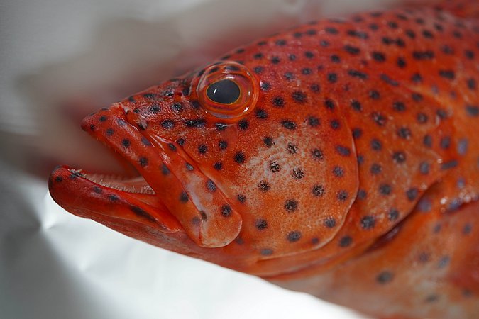 Image T166-6 of sample T166 (species: Cephalopholis miniata) / © Prof. Dr. Reinhold Hanel