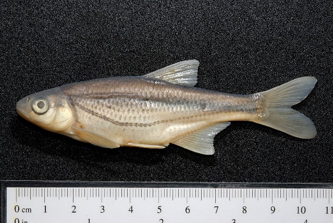 Image ZSM-PIS-038445|ZSM-BayFi 08697 of sample ZSM-PIS-038445|ZSM-BayFi 08697 (species: Alburnoides bipunctatus) / © LGL_SNSB/ZSM