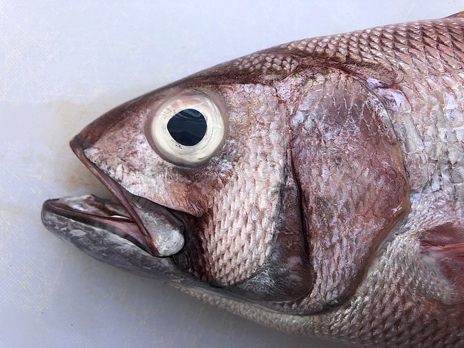 Image S302-3 of sample S302 (species: Aphareus rutilans) / © Prof. Dr. Reinhold Hanel