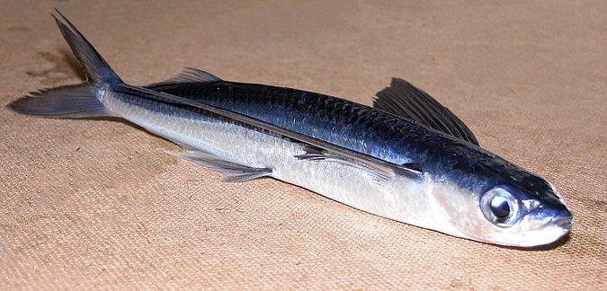 Image K05-27-2 of sample K05-27 (species: Hirundichthys affinis) / © Prof. Dr. Reinhold Hanel