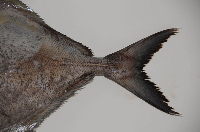 Image O052-3 of sample O052 (species: Parastromateus niger) / © Prof. Dr. Reinhold Hanel