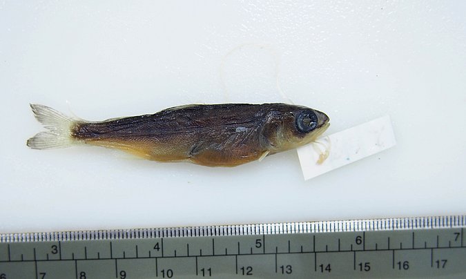 Image UAM_Fish_6602 [370009] of sample UAM:Fish:6602 [370009] (species: Oncorhynchus nerka) / © University of Alaska Fairbanks