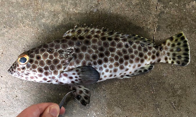 Image S150-6 of sample S150 (species: Epinephelus macrospilos) / © Prof. Dr. Reinhold Hanel