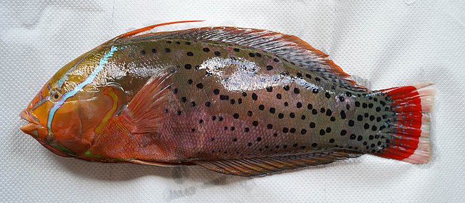 Image S159-3 of sample S159 (species: Coris formosa) / © Prof. Dr. Reinhold Hanel