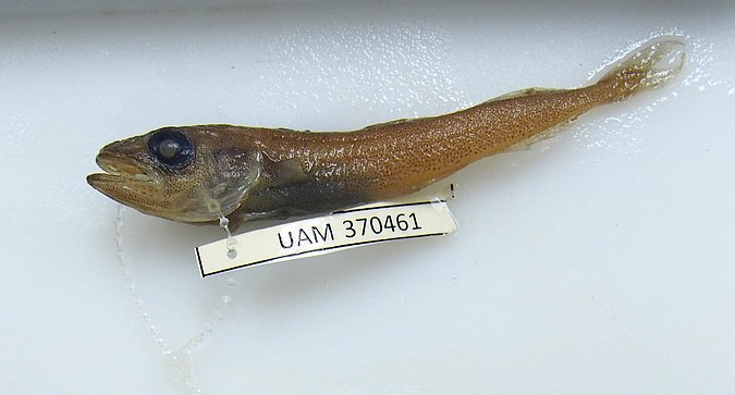 Image UAM_Fish_47839 [370461] of sample UAM:Fish:47839 [370461] (species: Boreogadus saida) / © University of Alaska Fairbanks