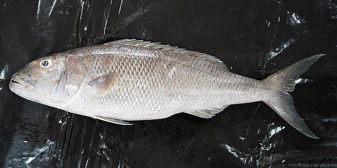 Image T164-2 of sample T164 (species: Aprion virescens) / © Prof. Dr. Reinhold Hanel