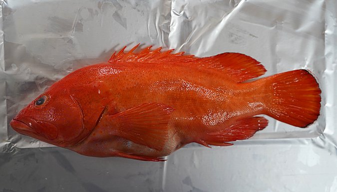 Image T124-3 of sample T124 (species: Cephalopholis aurantia) / © Prof. Dr. Reinhold Hanel