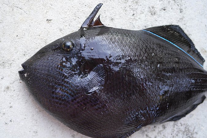Image T263-6 of sample T263 (species: Melichthys niger) / © Prof. Dr. Reinhold Hanel