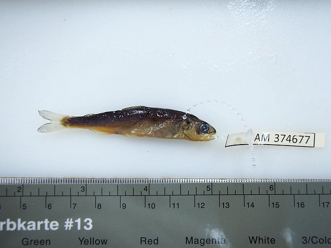 Image UAM:Fish:10310 [374677] of sample UAM:Fish:10310 [374677] (species: Oncorhynchus keta) / © University of Alaska Fairbanks