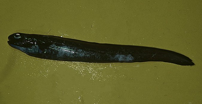 Image B257_____0132 of sample B257 (species: Coloconger cadenati) / © Prof. Dr. Reinhold Hanel