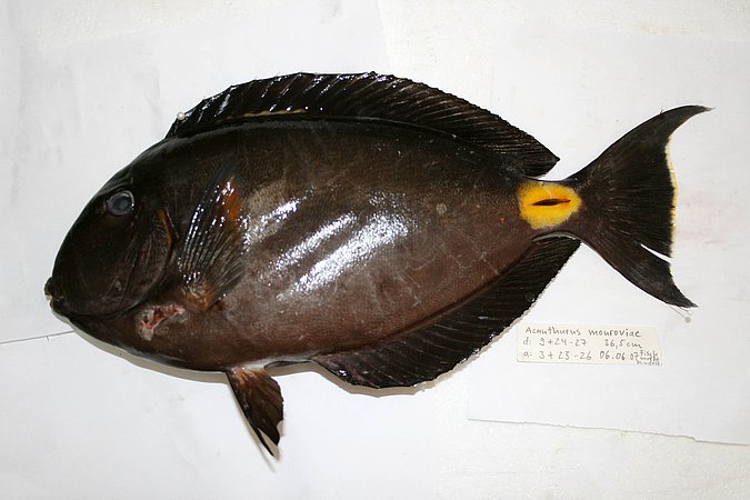 Image KV092-1 of sample KV092 (species: Acanthurus monroviae) / © Prof. Dr. Reinhold Hanel