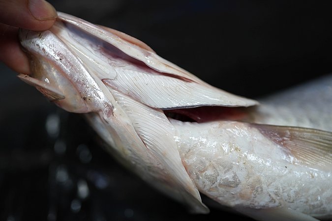 Image T161-11 of sample T161 (species: Megalops cyprinoides) / © Prof. Dr. Reinhold Hanel