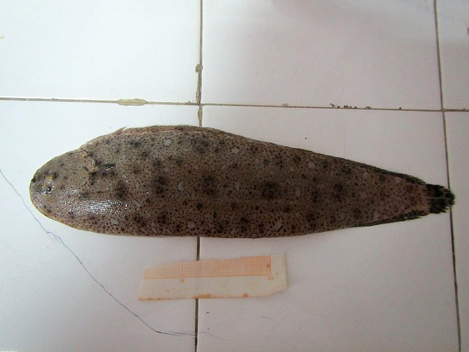 Image MA023-1 of sample MA023 (species: Dagetichthys lusitanicus) / © Prof. Dr. Reinhold Hanel