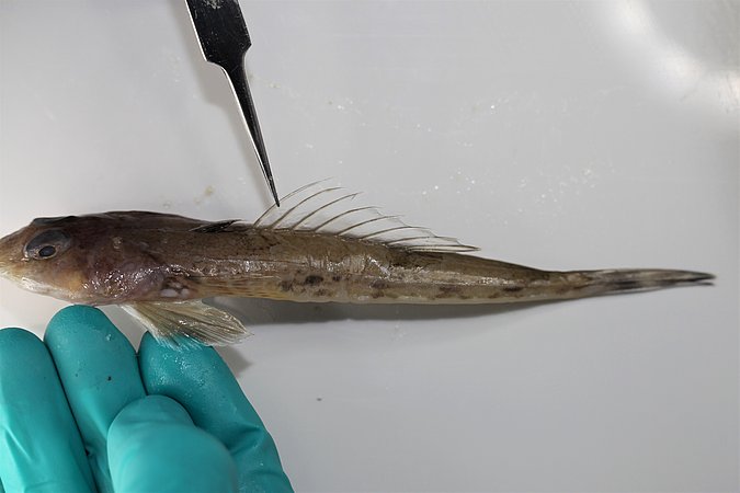 Image MG0018-2 of sample MG0018 (species: Callionymus lyra) / © Tina Blancke