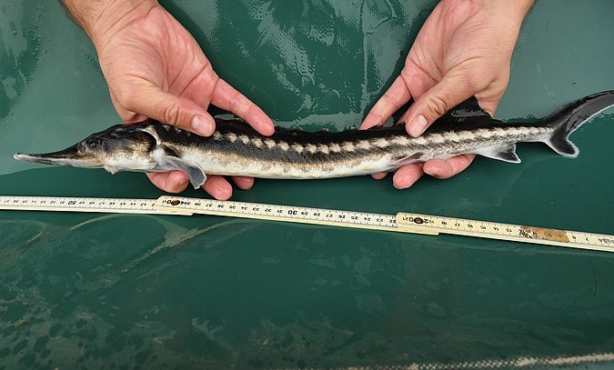 Image Acipenser_stellatus_LGL_S1 of sample Acipenser_stellatus_LGL_S1 (species: Acipenser stellatus) / © Prof. Dr. Reinhold Hanel