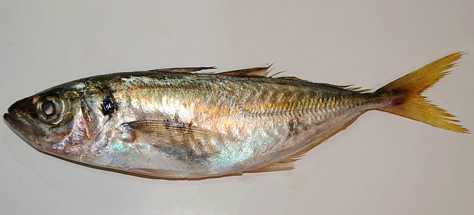 Image O045-2 of sample O045 (species: Trachurus indicus) / © Prof. Dr. Reinhold Hanel