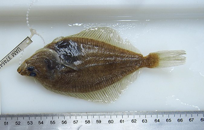 Image UAM_Fish_10304 [374641] of sample UAM:Fish:10304 [374641] (species: Myzopsetta proboscidea) / © University of Alaska Fairbanks